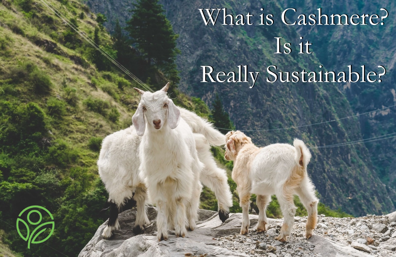What is Cashmere? Is it Really Sustainable?