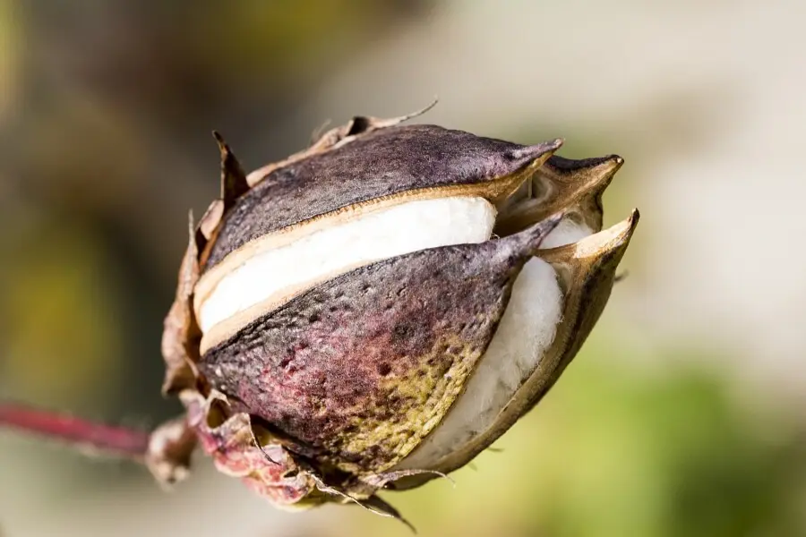 cotton
