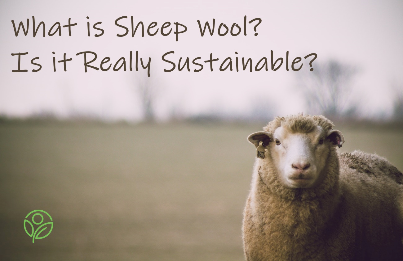 What is Sheep Wool? Is it Really Sustainable?