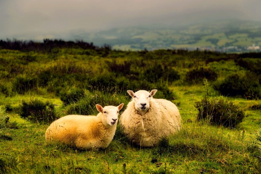 Is Merino Wool Sustainable? — MAKE FASHION BETTER