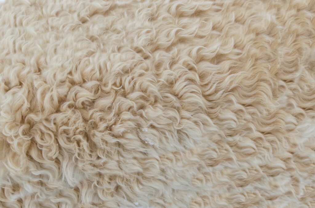 sheep wool