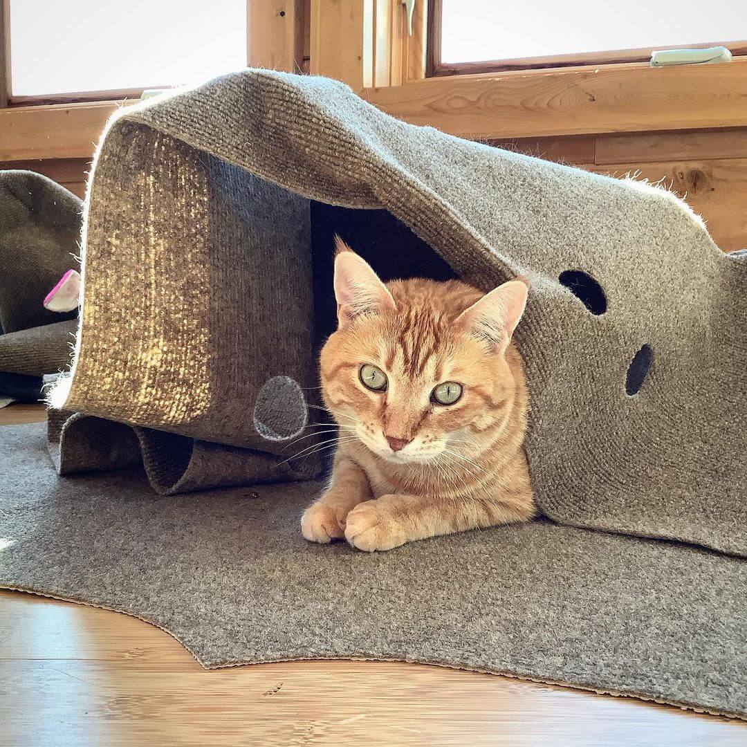 Sustainable Purrfection: 12 Top Eco Friendly Cat Toys & Products