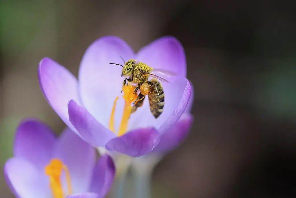 glyphosate free honey